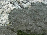Aspicilia cyanescens image