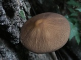 Oudemansiella furfuracea image