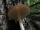 Oudemansiella furfuracea image