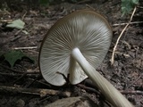 Oudemansiella furfuracea image