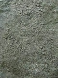 Aspicilia cyanescens image