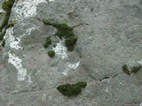 Aspicilia cyanescens image