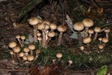 Armillaria gallica image