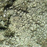 Aspicilia cyanescens image