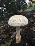 Amanita ravenelii image