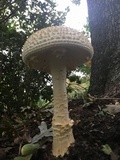 Amanita ravenelii image