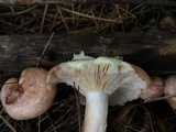 Lactarius vinaceorufescens image