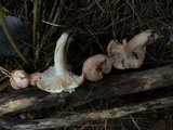 Lactarius vinaceorufescens image