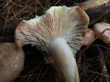 Lactarius vinaceorufescens image