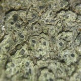 Aspicilia cyanescens image