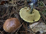 Suillus acidus image