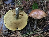 Suillus acidus image