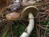 Suillus acidus image