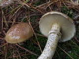 Suillus acidus image