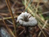 Craterellus fallax image