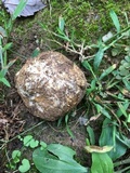 Scleroderma polyrhizum image