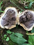 Scleroderma polyrhizum image