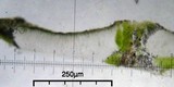 Aspicilia cyanescens image