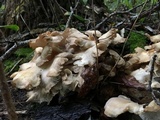 Grifola frondosa image