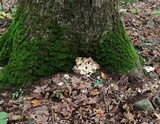 Grifola frondosa image