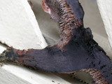 Sarcodon fuscoindicus image