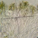 Aspicilia cyanescens image