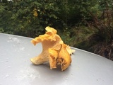 Cantharellus formosus image