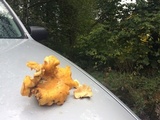 Cantharellus formosus image