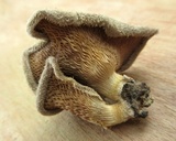 Panus lecomtei image