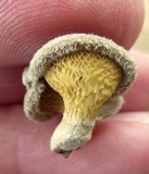 Panus lecomtei image