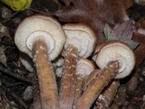 Armillaria gallica image