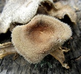 Panus lecomtei image