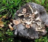 Panus lecomtei image