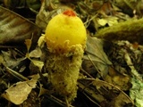 Calostoma lutescens image