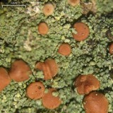 Bacidina californica image