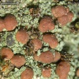 Bacidina californica image