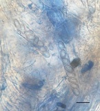 Peziza domiciliana image