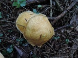 Suillus subaureus image