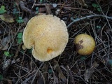 Suillus subaureus image