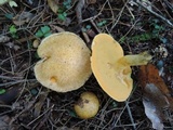 Suillus subaureus image
