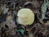 Tricholoma stiparophyllum image