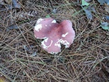 Russula vinacea image