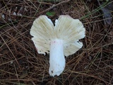 Russula vinacea image