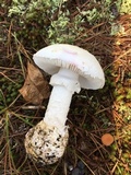 Amanita mutabilis image