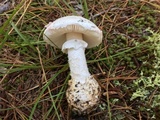 Amanita mutabilis image