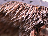Sarcodon fuscoindicus image