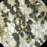 Lecidea laboriosa image