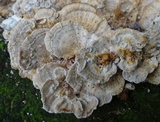 Meripilus sumstinei image