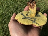 Boletus luridellus image