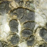 Lecidea laboriosa image